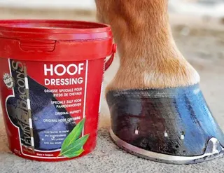 Animal Health & Veterinary Care